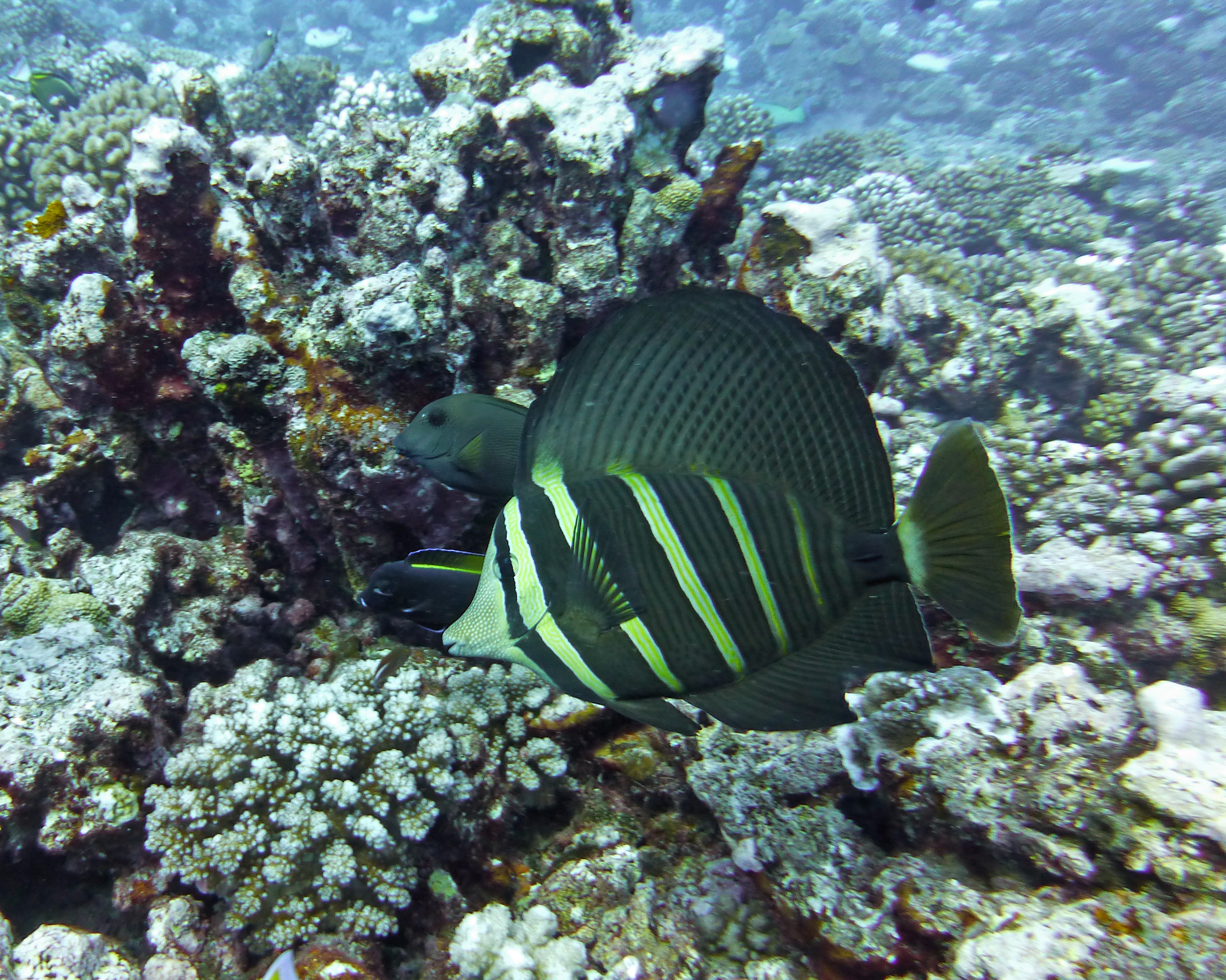 Sailfin tang, Mo'orea, French Polynesia 2019.